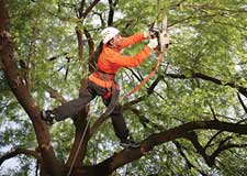 Tree Trimmer